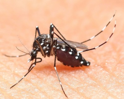 aedes mosquito blood eater at night