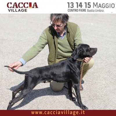 CACCIA